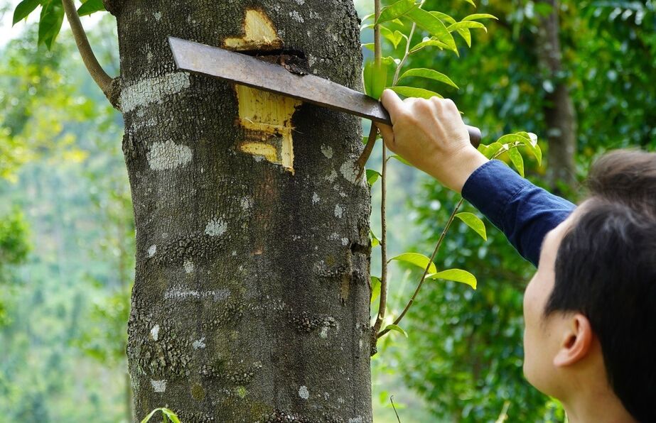 Khát vọng nâng tầm trầm hương Việt của Chiên Đàn - Báo VnExpress Kinh doanh